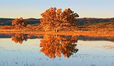 Tree At Sunrise_73842